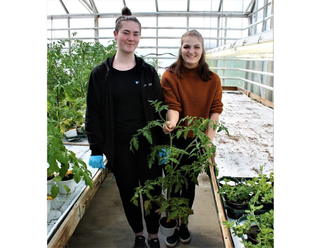 Skuleelevane Jenny Elise Opstad t.v. og Silje Ræstad koser seg på jobb ved Gjermundnes gartneri. Dei fortel at tomatplantar går det mykje av.