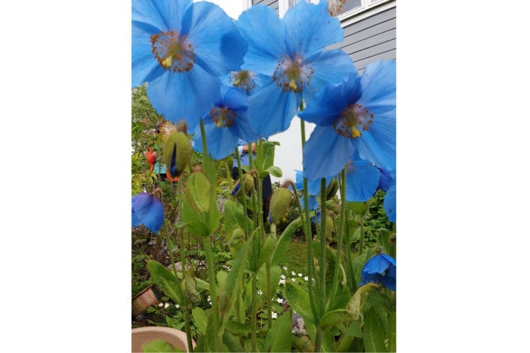 Blå blomstrar