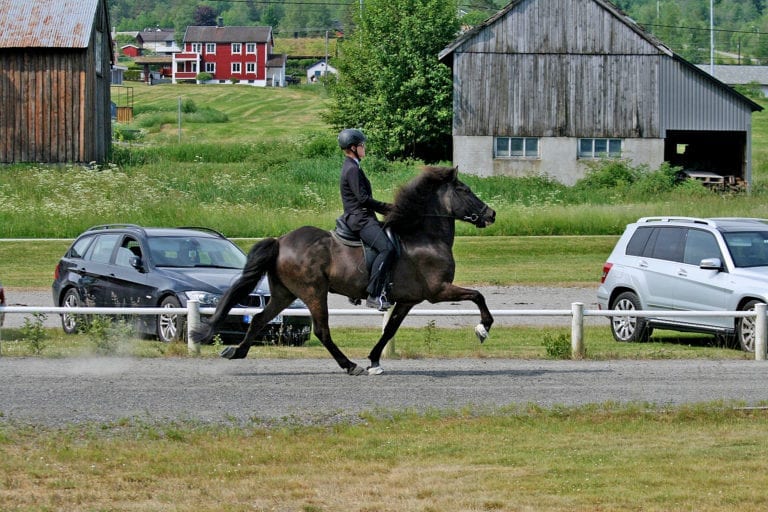 Mørkkledd rytter på brun islandshest.